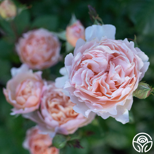 Princesse Charlene de Monaco - Thumbnail 3