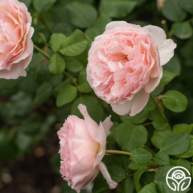 Princesse Charlene de Monaco - Thumbnail 2