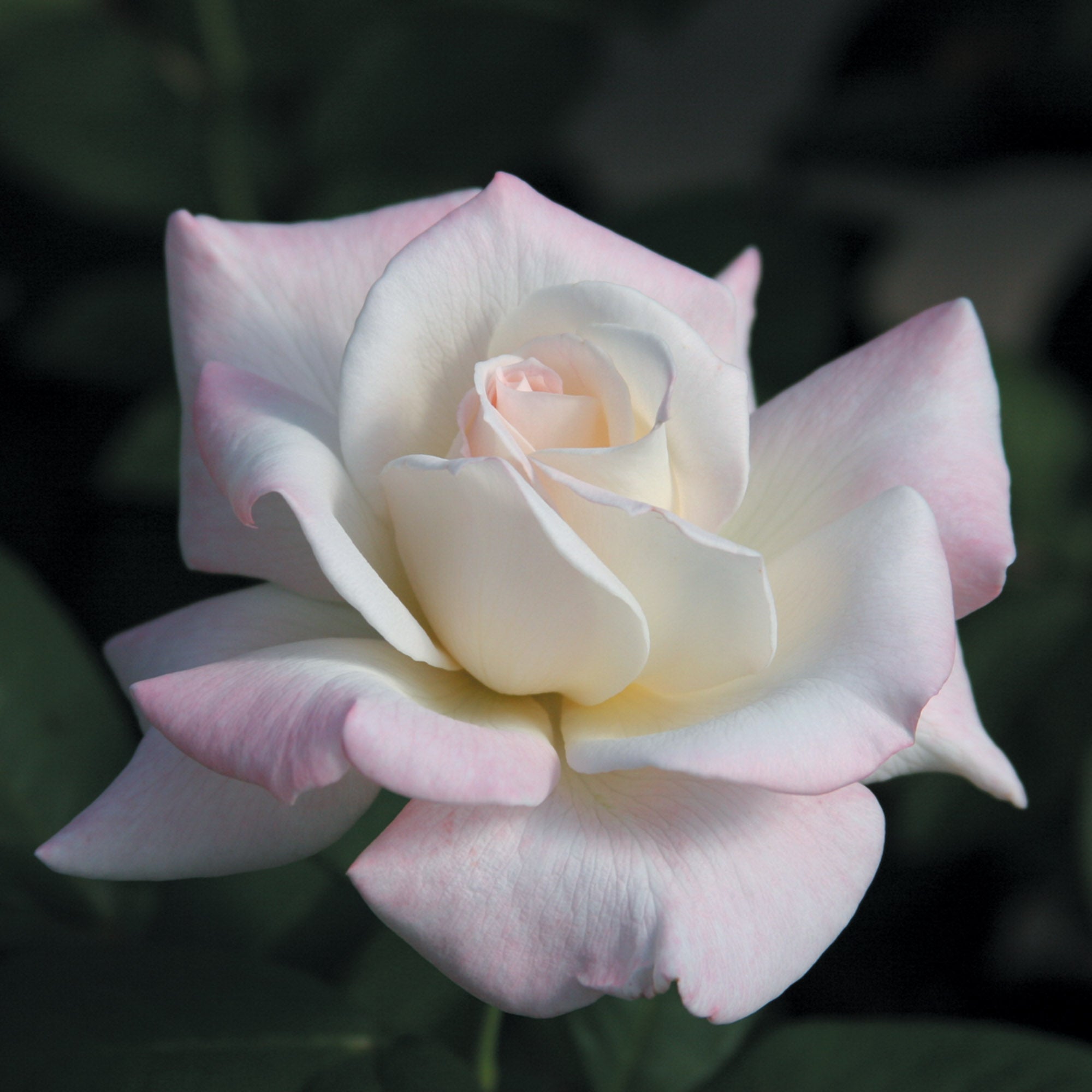 Pristine®™