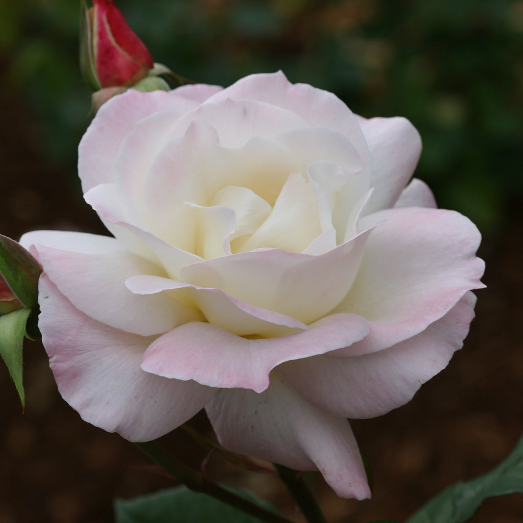 Pristine®™