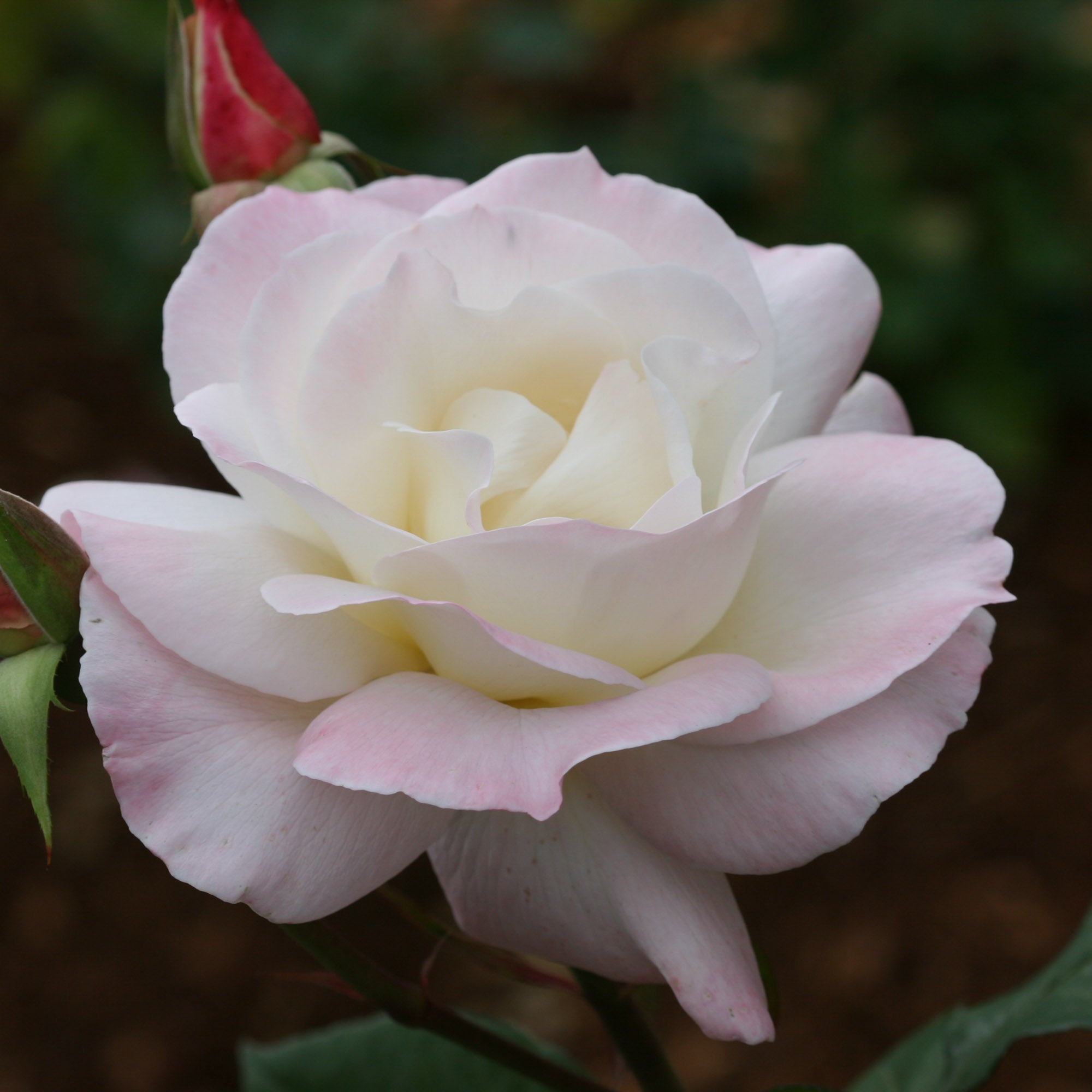 Pristine®™