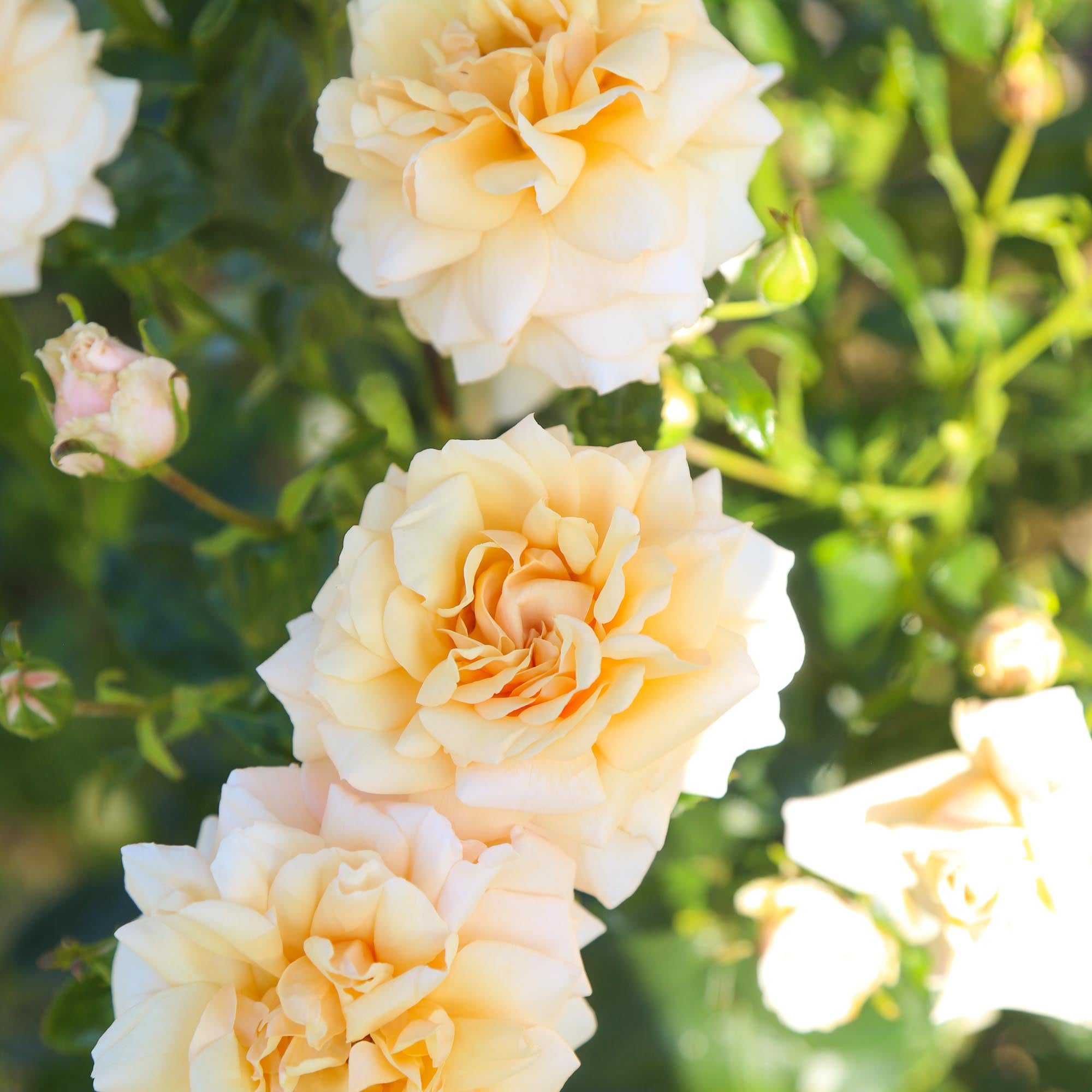 Pure Gold Floribunda Rose | Yellow Rose Bush – Heirloom