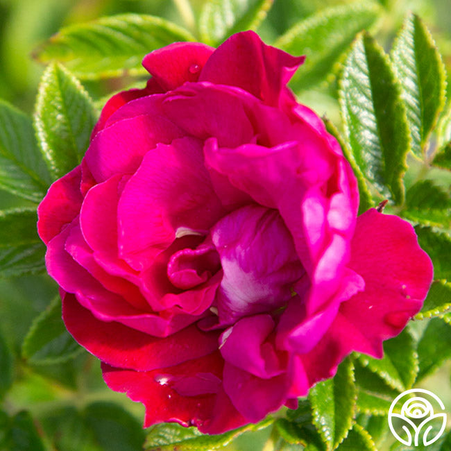 Purple Pavement Rose - Rugosa - Exceptionally Fragrant – Heirloom Roses