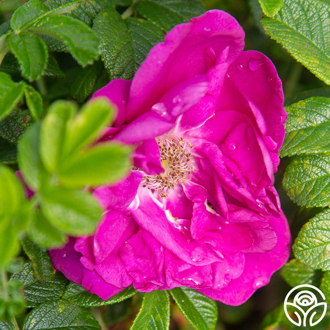 Purple Pavement Rose - Rugosa - Exceptionally Fragrant – Heirloom Roses