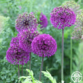 Purple Sensation