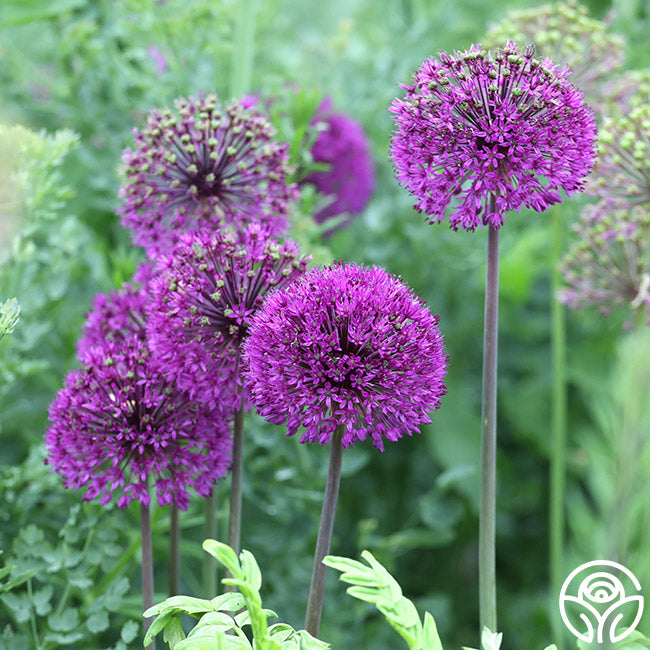 Purple Sensation