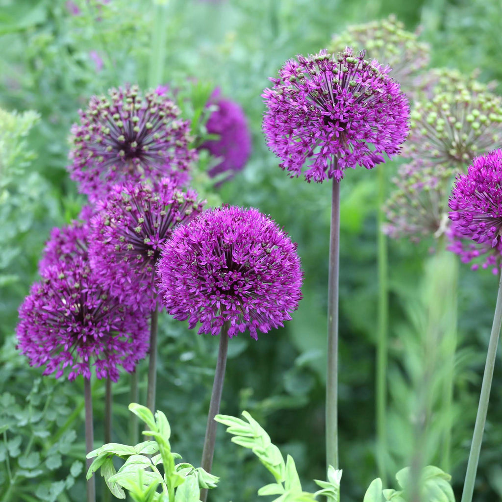 Purple Sensation
