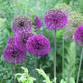 Purple Sensation