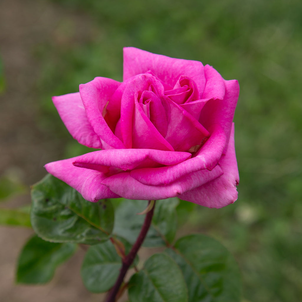Purple Beauty