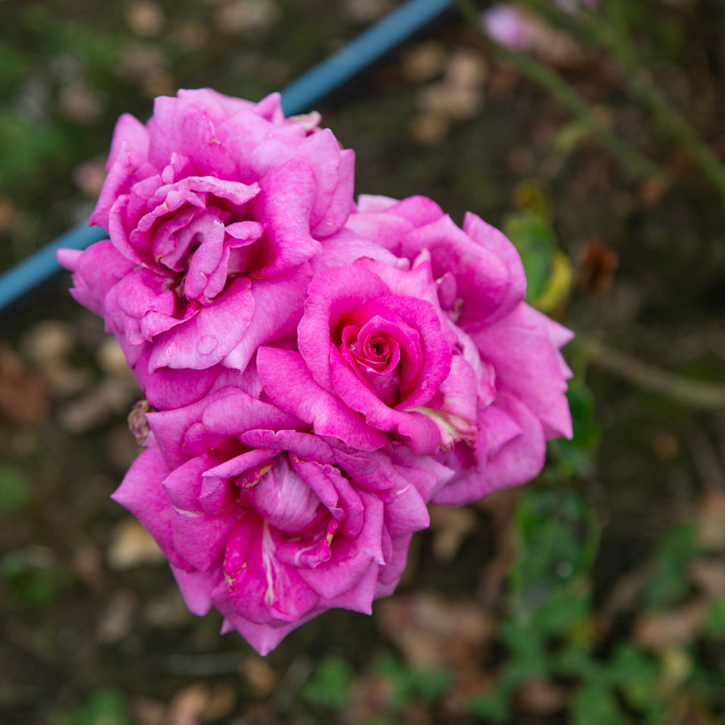 Purple Beauty