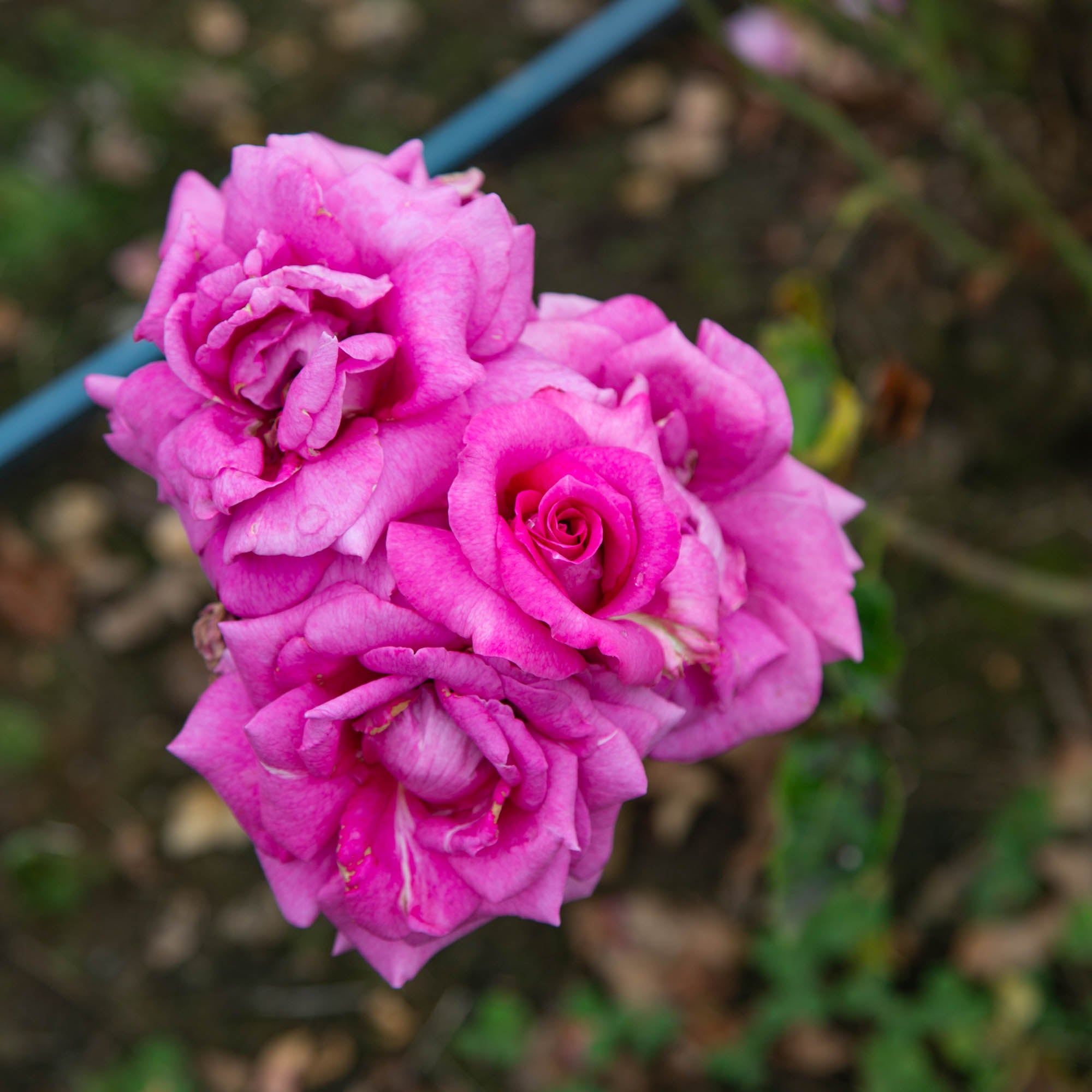 Purple Beauty