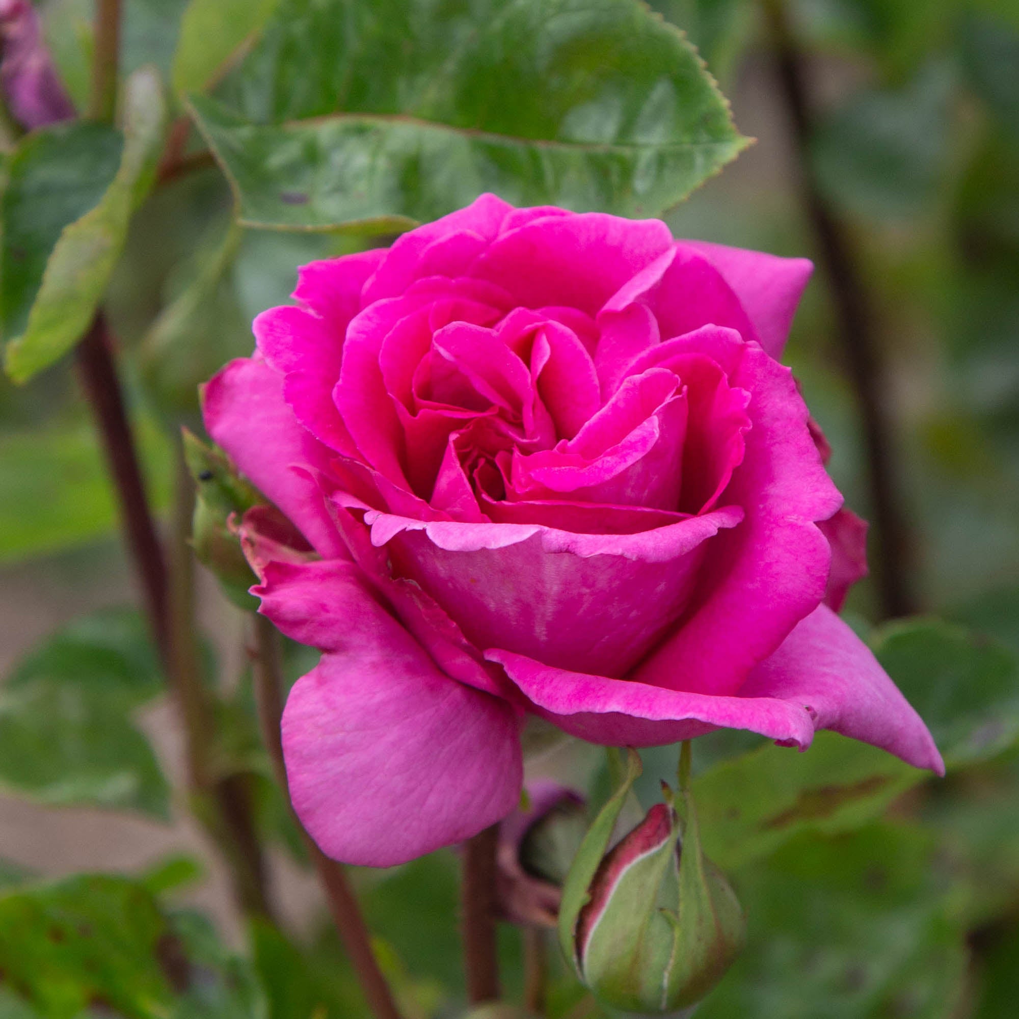 Purple Beauty