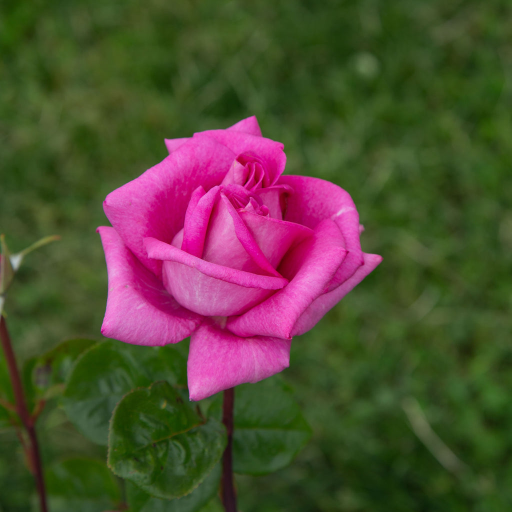 Purple Beauty