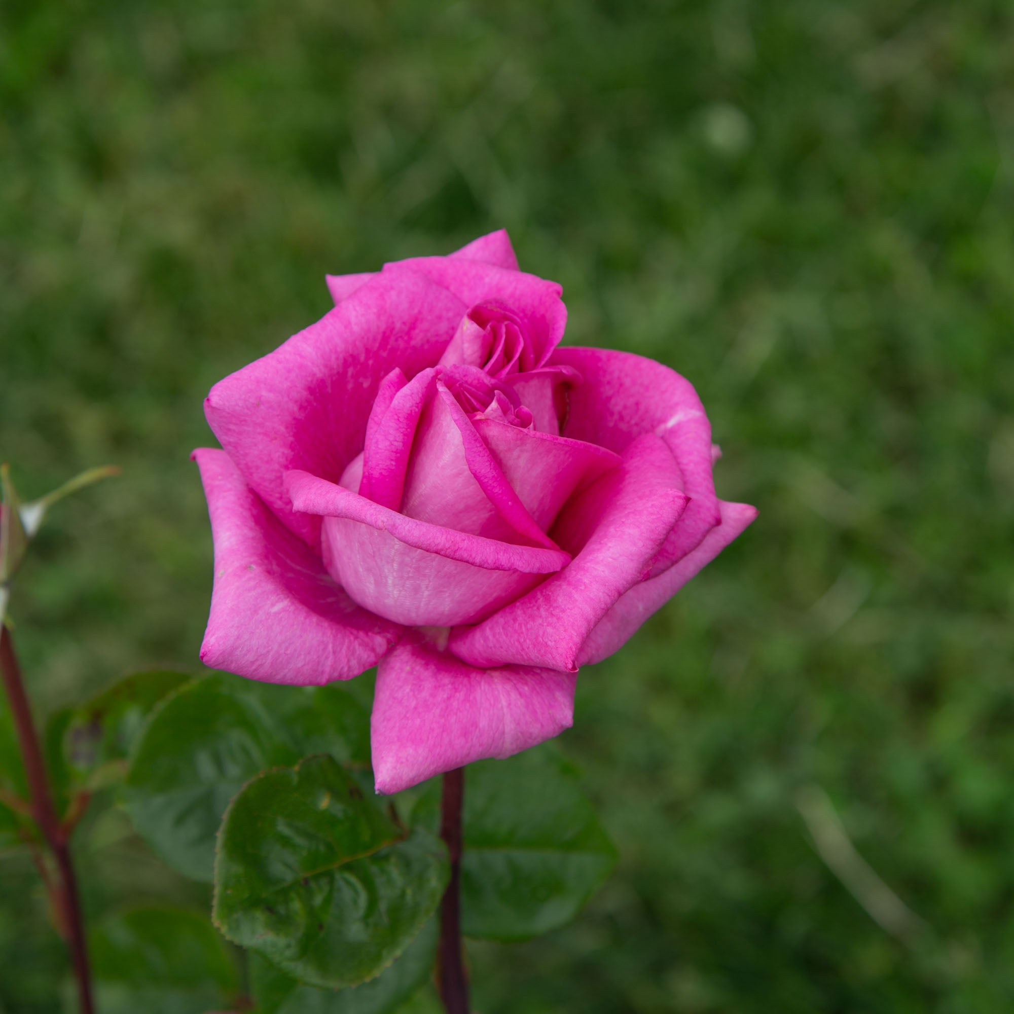 Purple Beauty