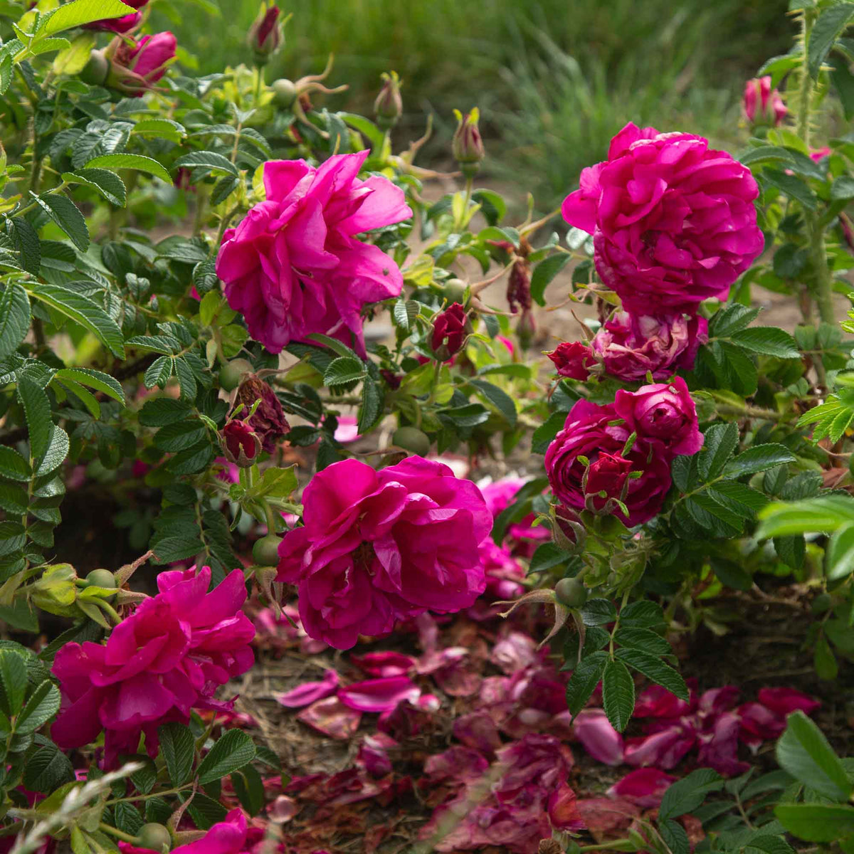 Purple Pavement Rugosa Rose | Fragrant Rose Plant – Heirloom