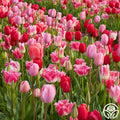 All Season Pink Mix