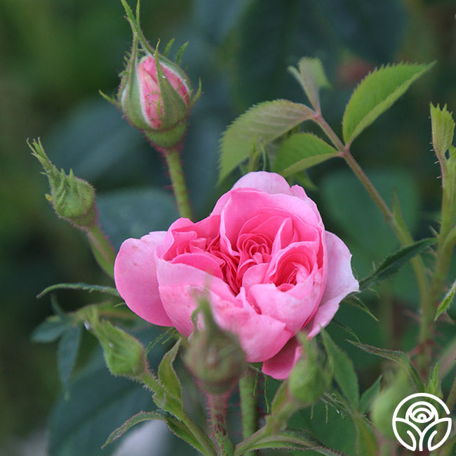 Denmark Roses Queen Of Denmark Rose - Albas - Very Fragrant – Heirloom Roses