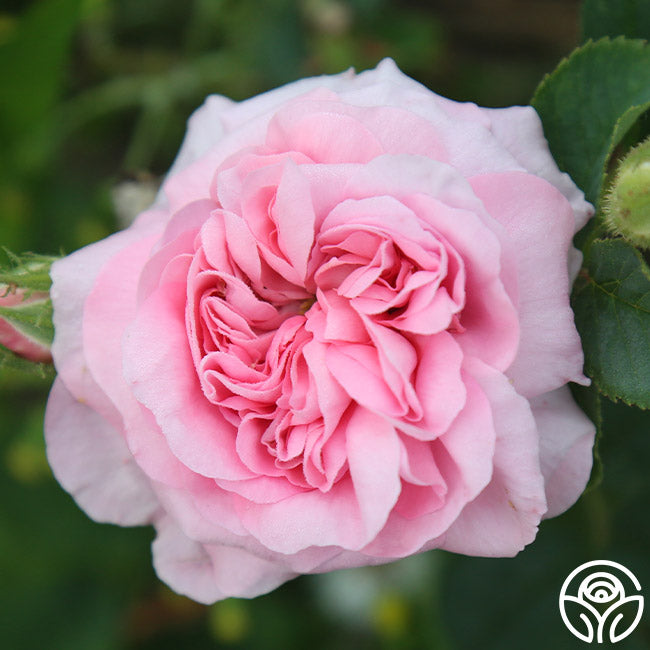 Denmark Roses Queen Of Denmark Rose - Albas - Very Fragrant – Heirloom Roses
