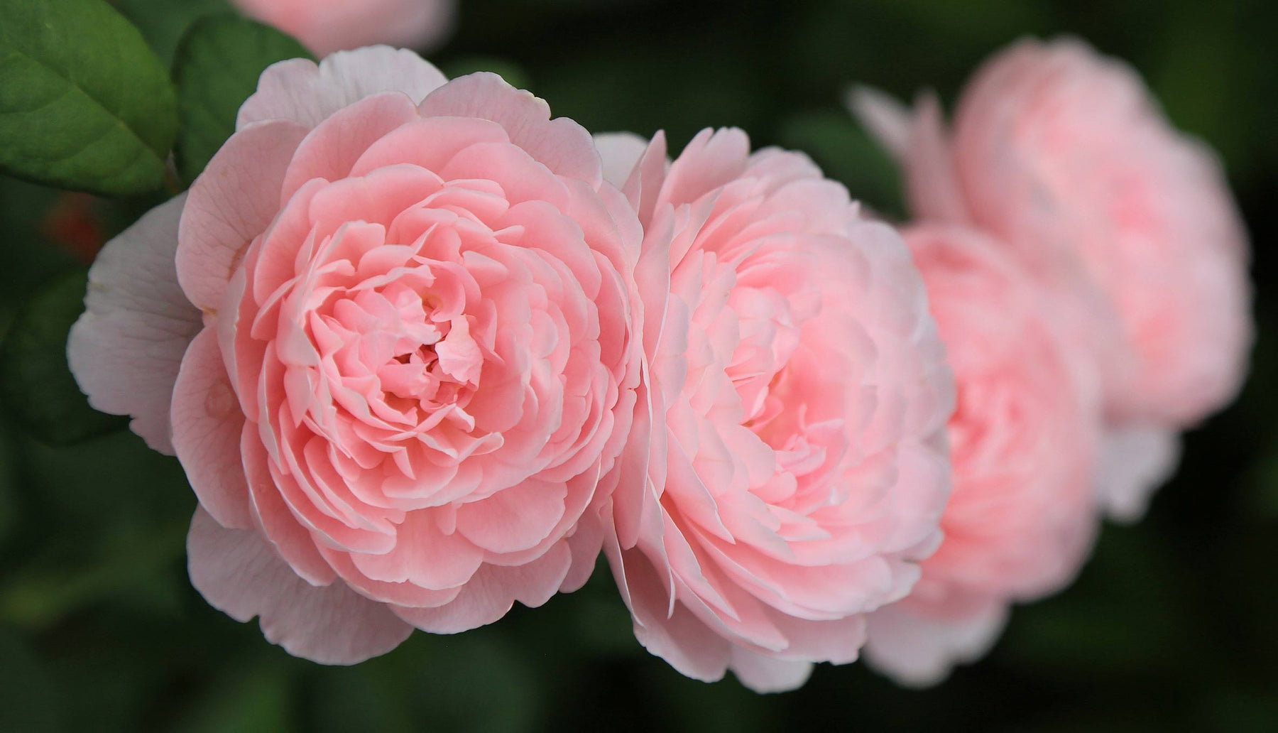 Photo Contest by Heirloom Roses®