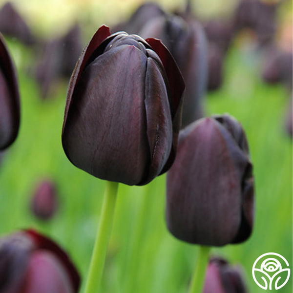 queen of the night flower lily Queen of the Night – Heirloom