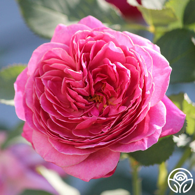 Queen of Elegance™ | Pink Floribunda Rose Bush – Heirloom