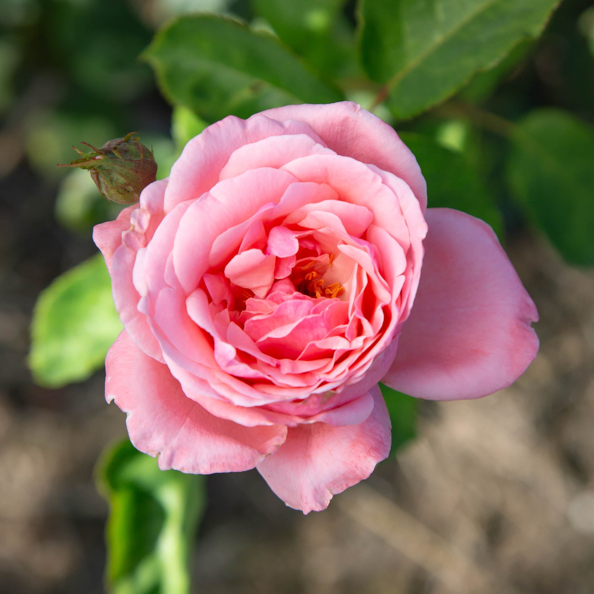 Queen Elizabeth®