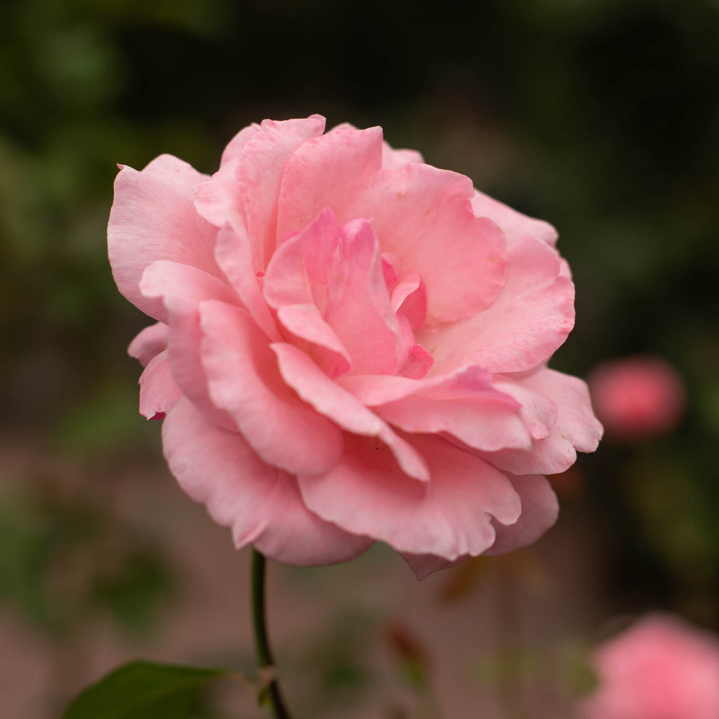 Queen Elizabeth®