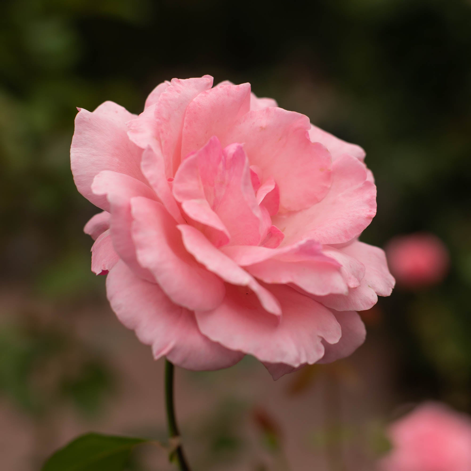 Queen Elizabeth®