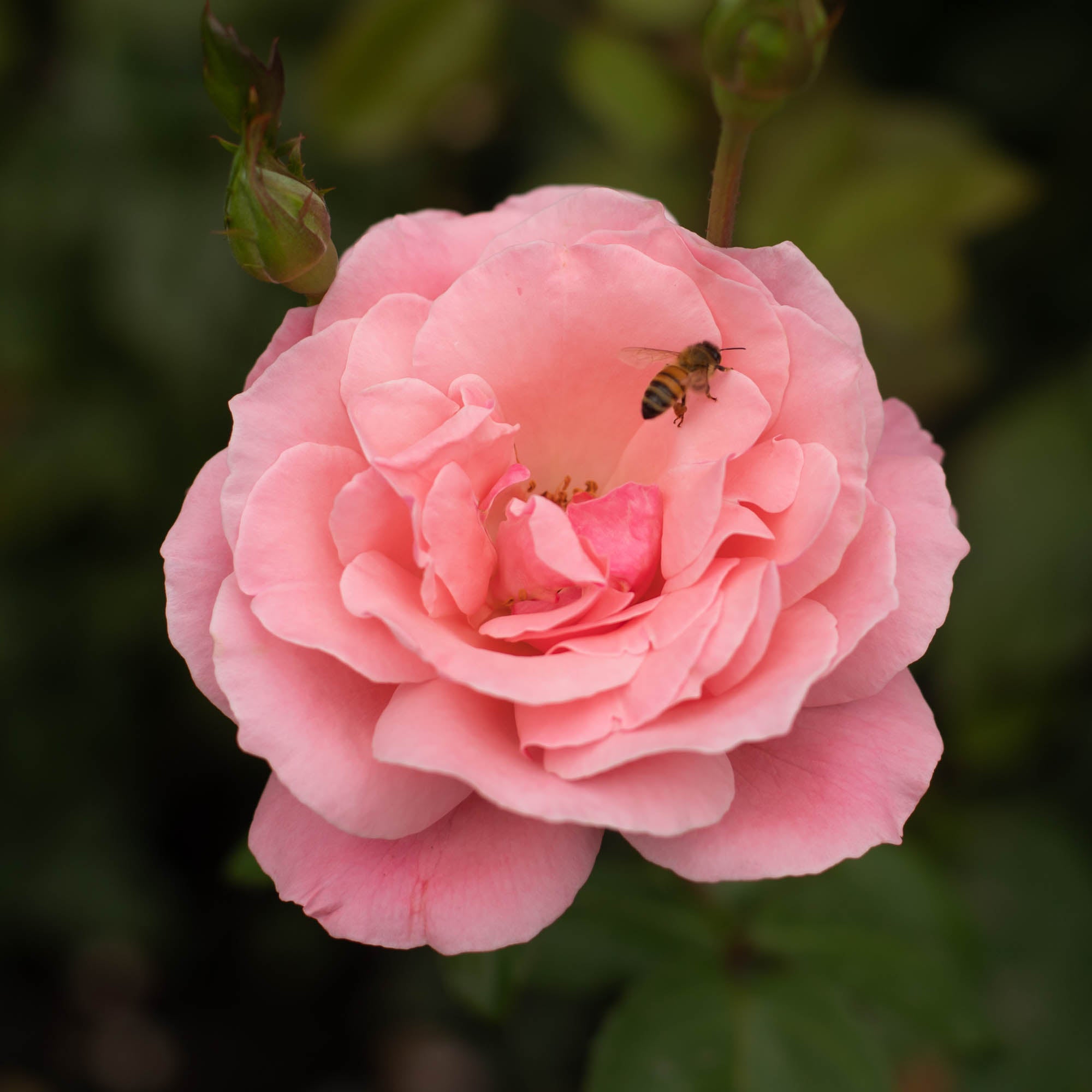 Queen Elizabeth®