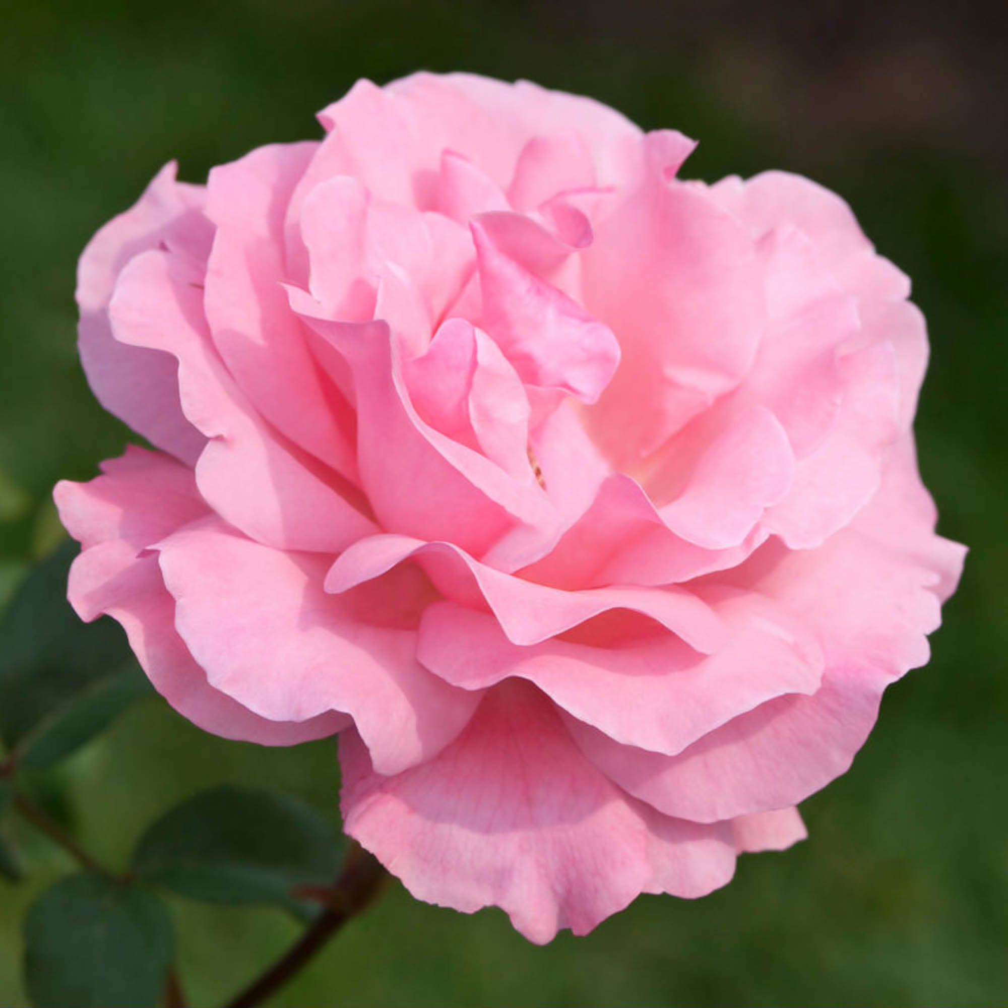 Queen Elizabeth®