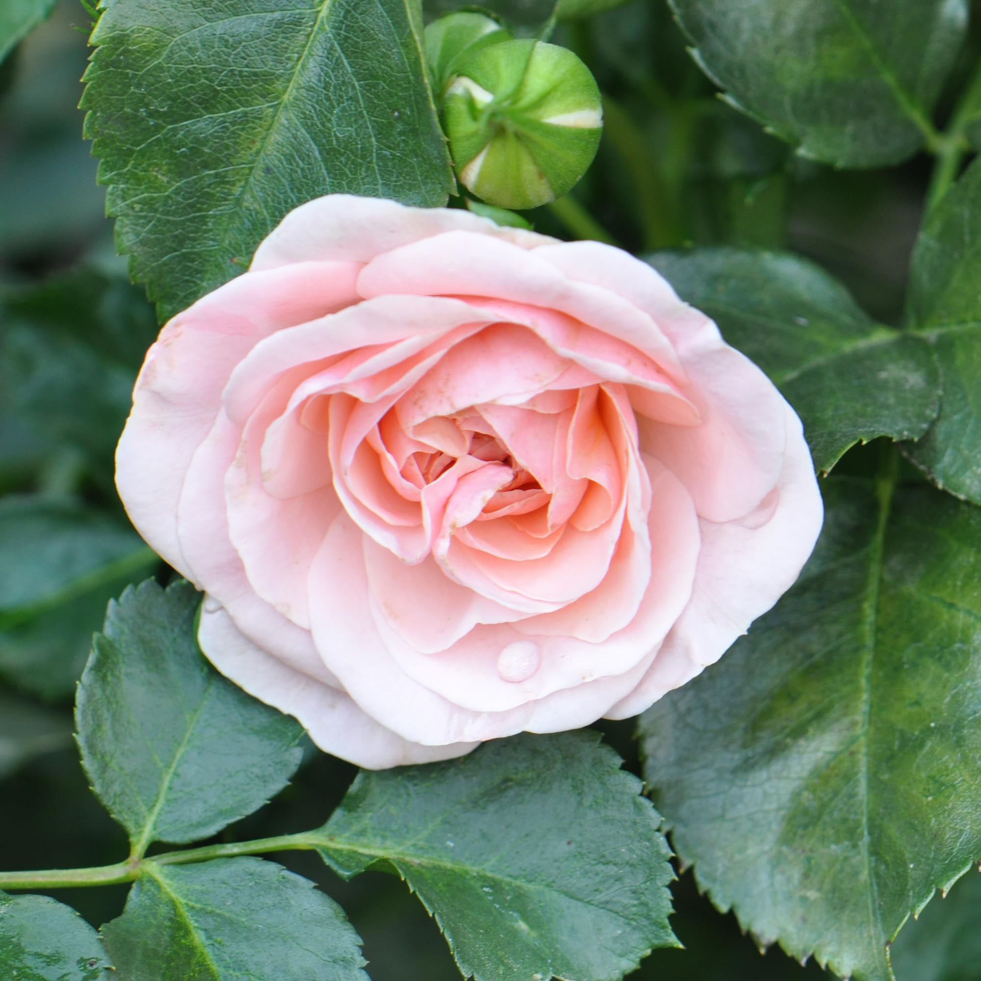 Queen Margrethe Shrub Rose | Pink Rose Bush – Heirloom