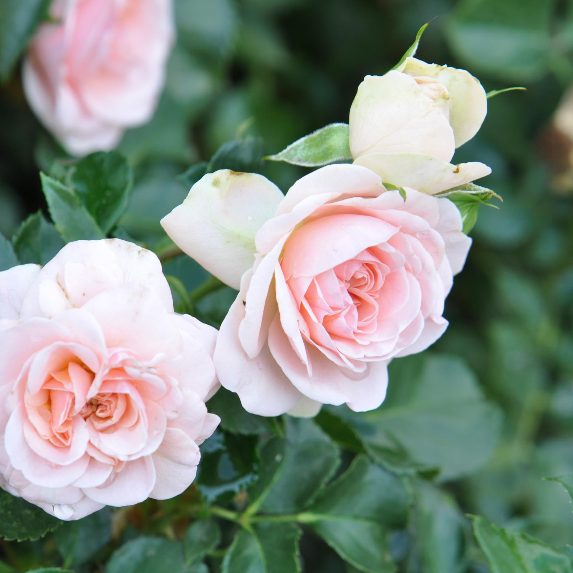 Queen Margrethe Shrub Rose | Pink Rose Bush – Heirloom