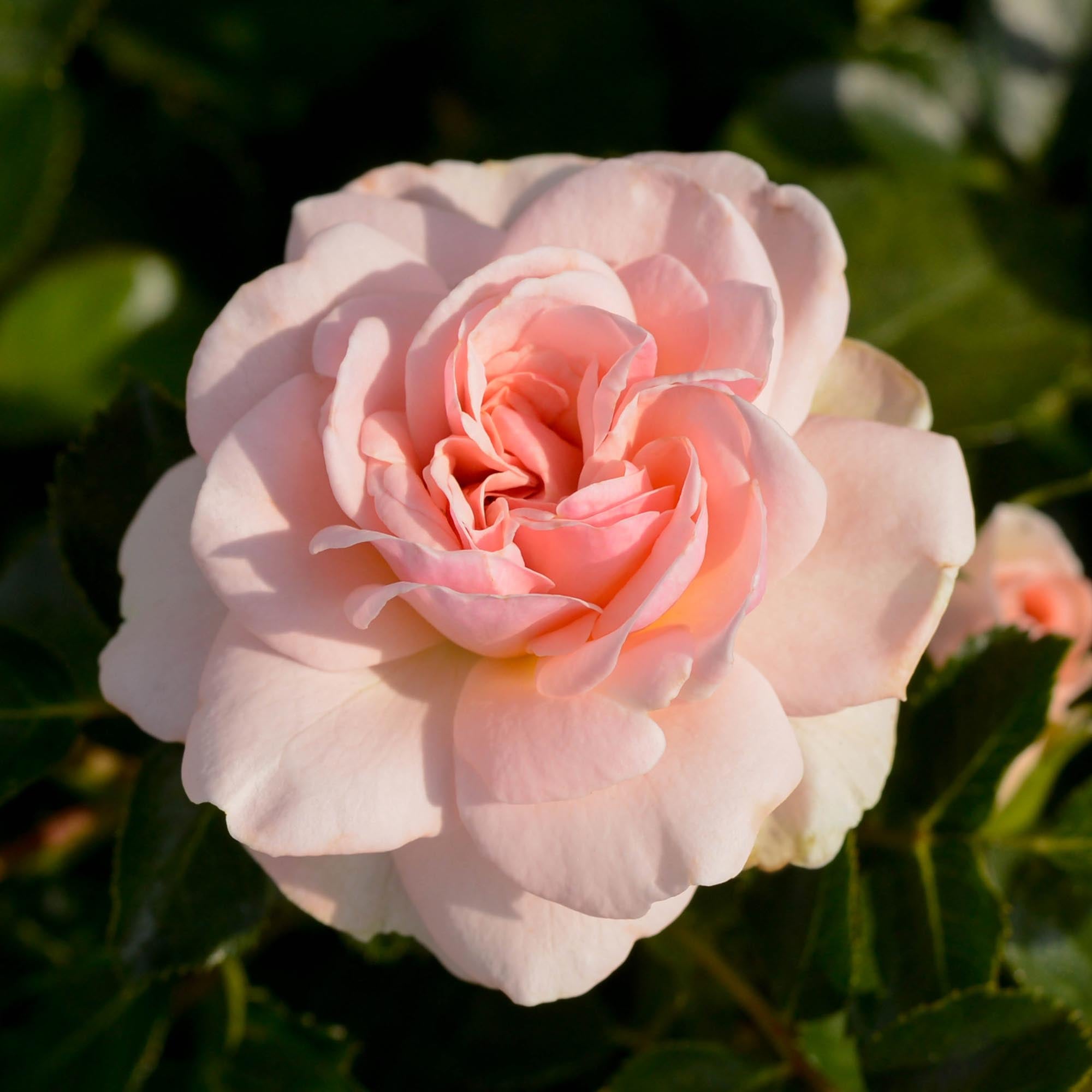 Queen Margrethe Shrub Rose | Pink Rose Bush – Heirloom