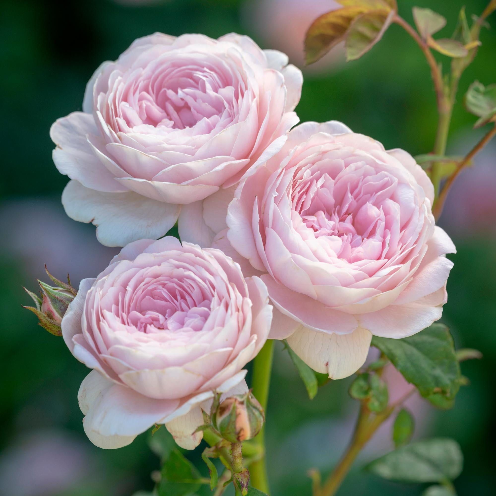 Queen Of Sweden®