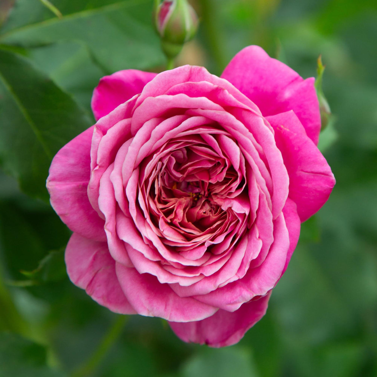 Queen of Elegance™ | Pink Floribunda Rose Bush – Heirloom