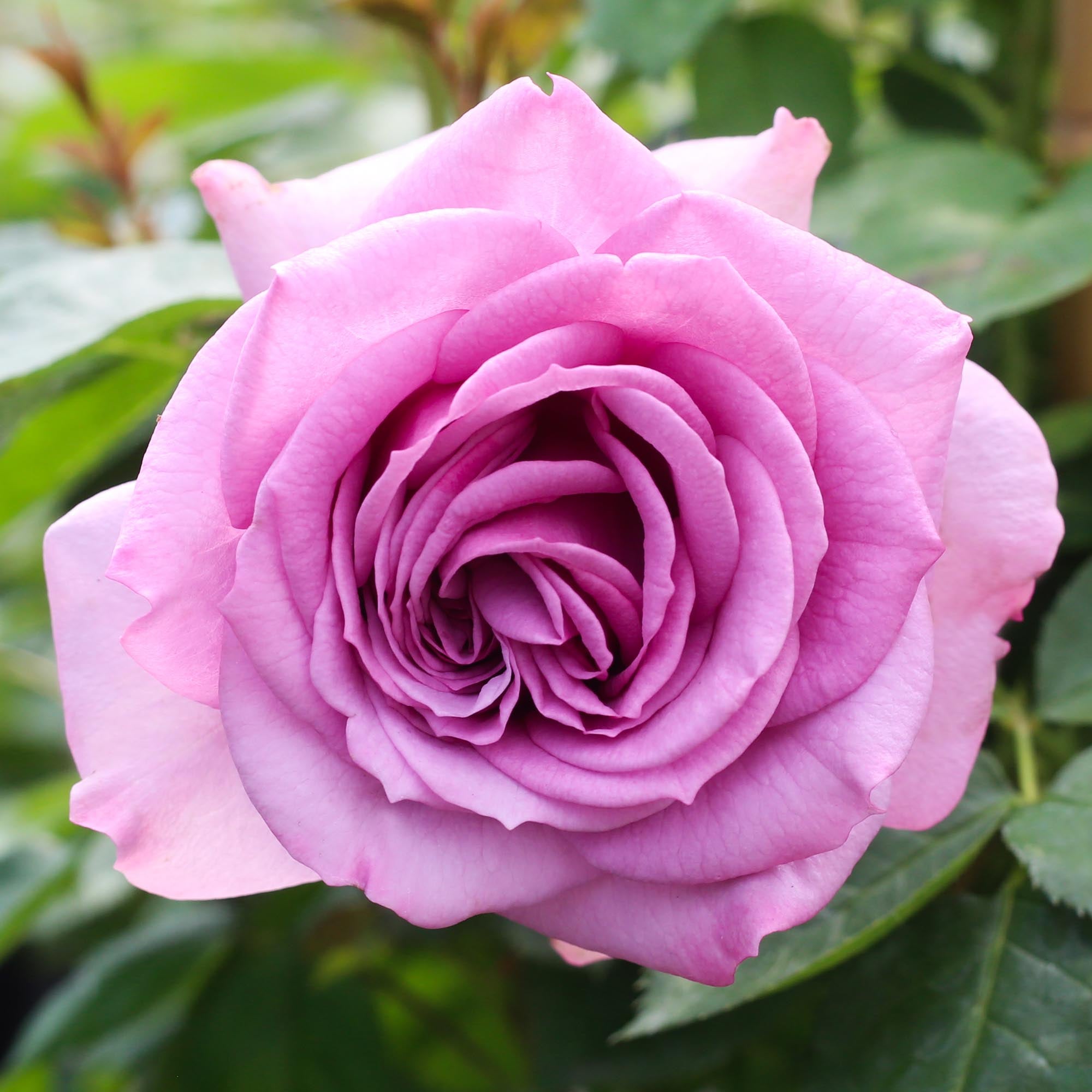 Rose プロフ必読 Arborose Quicksilver Climbing Rose | Heirloom Roses