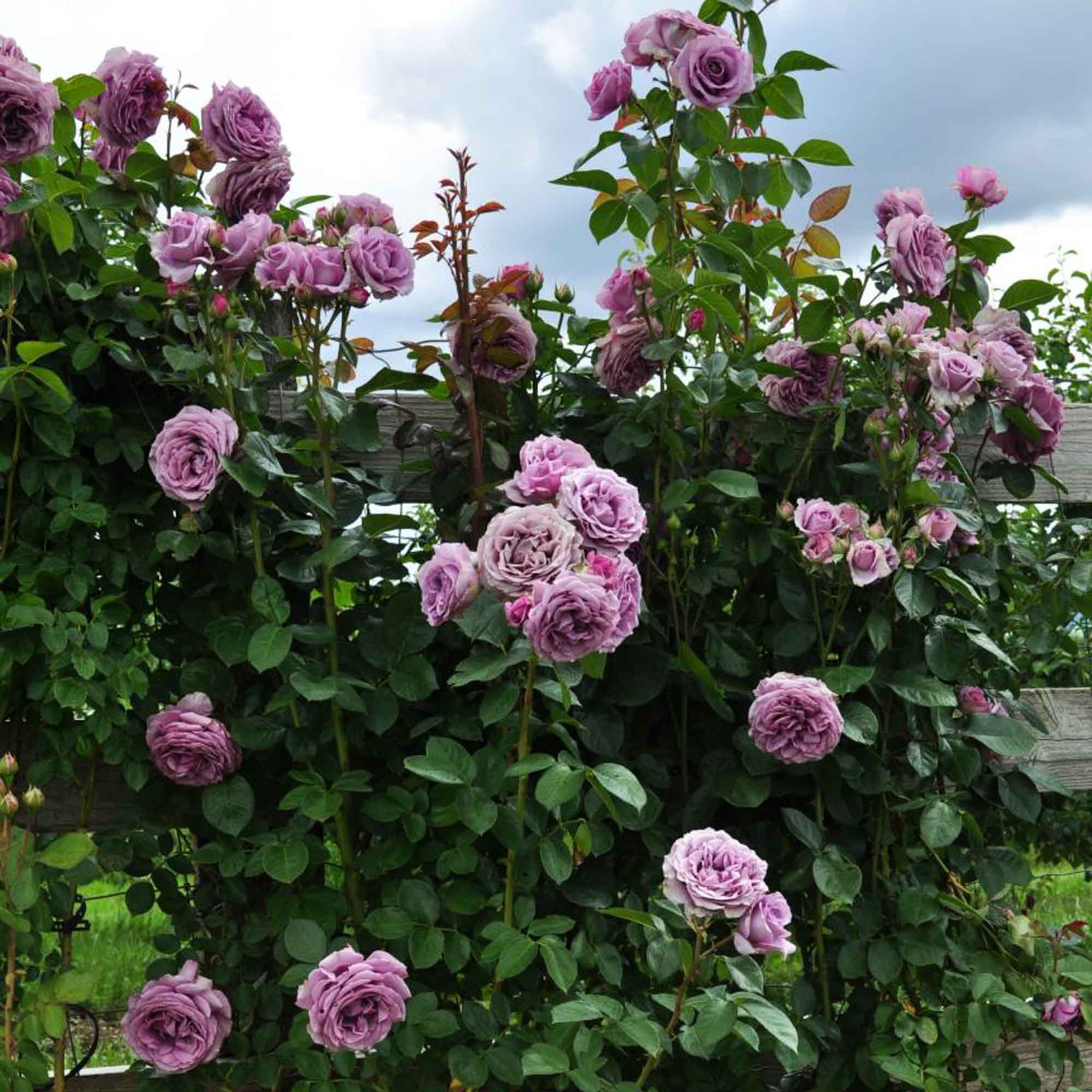 Arborose® Quicksilver