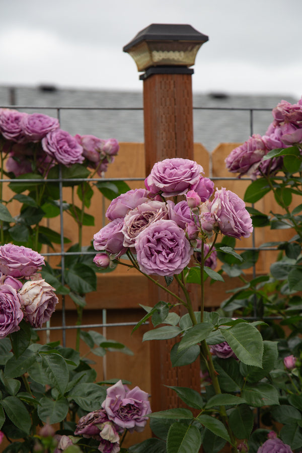 Up To 25% Off Climbing Roses