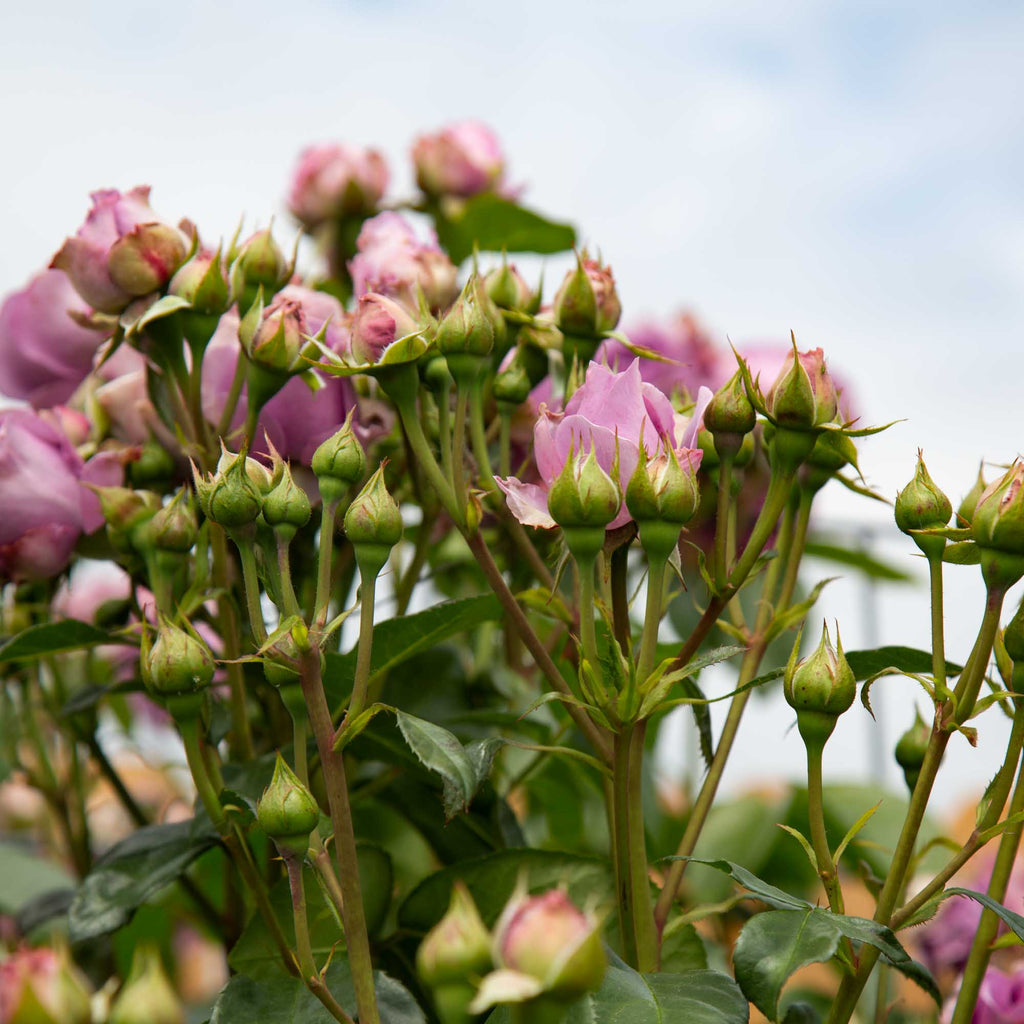 Arborose® Quicksilver