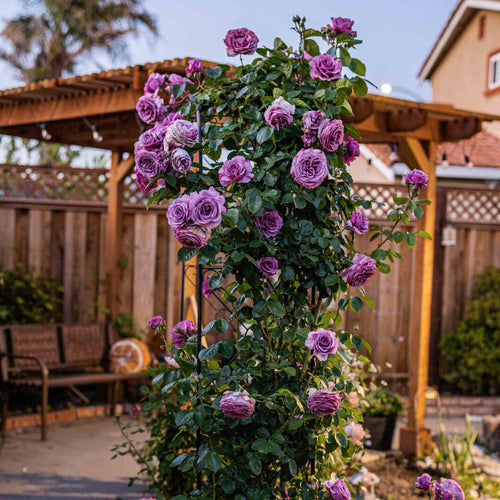 Arborose® Quicksilver