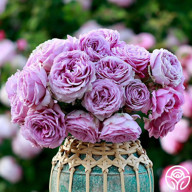 Rose Arborose Quicksilver Climbing Rose | Heirloom Roses