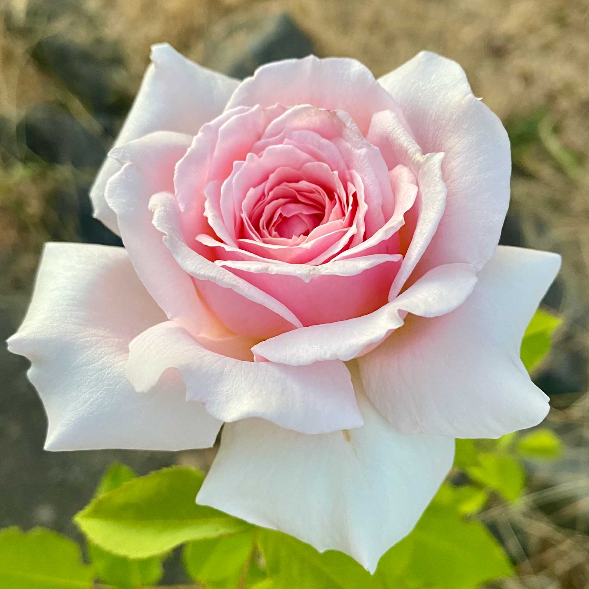 Quietness Hardy Rose | Pink Rose Plant – Heirloom