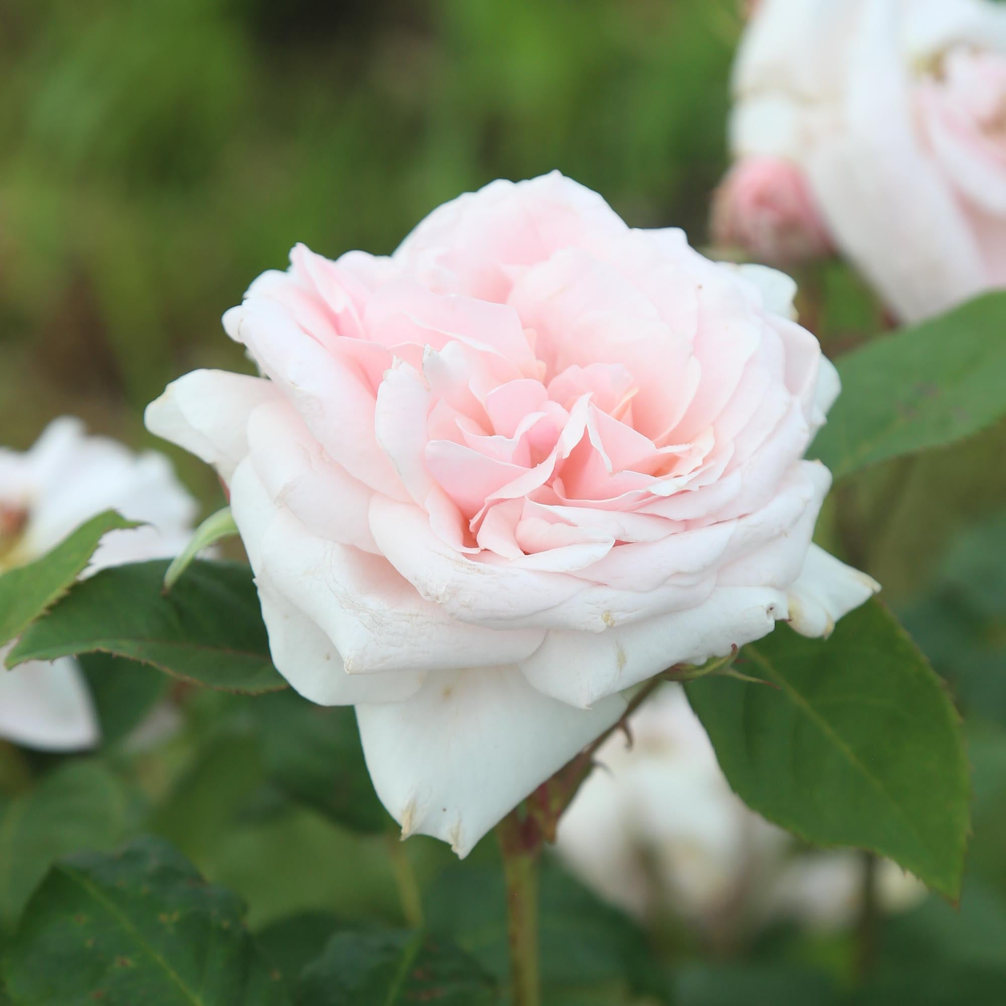 Quietness Hardy Rose | Pink Rose Plant – Heirloom