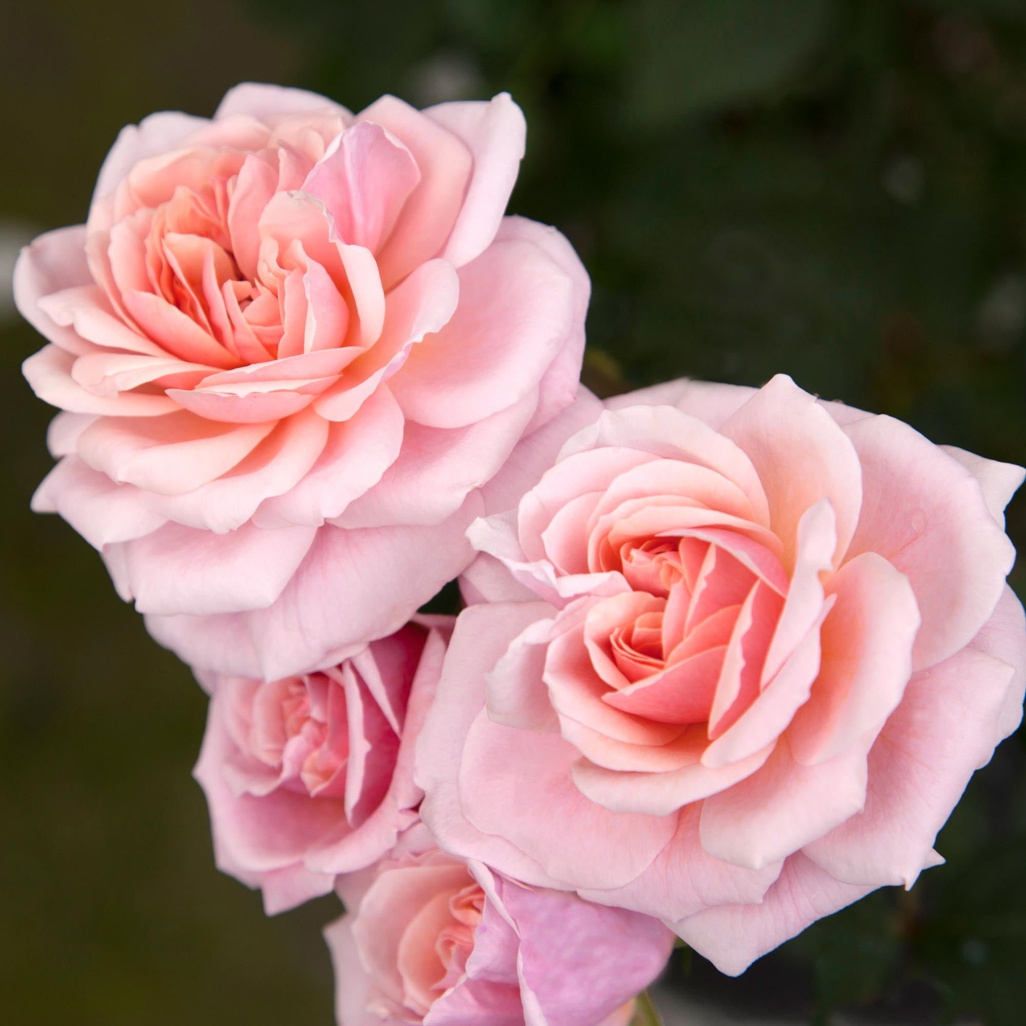 Quietness Hardy Rose | Pink Rose Plant – Heirloom