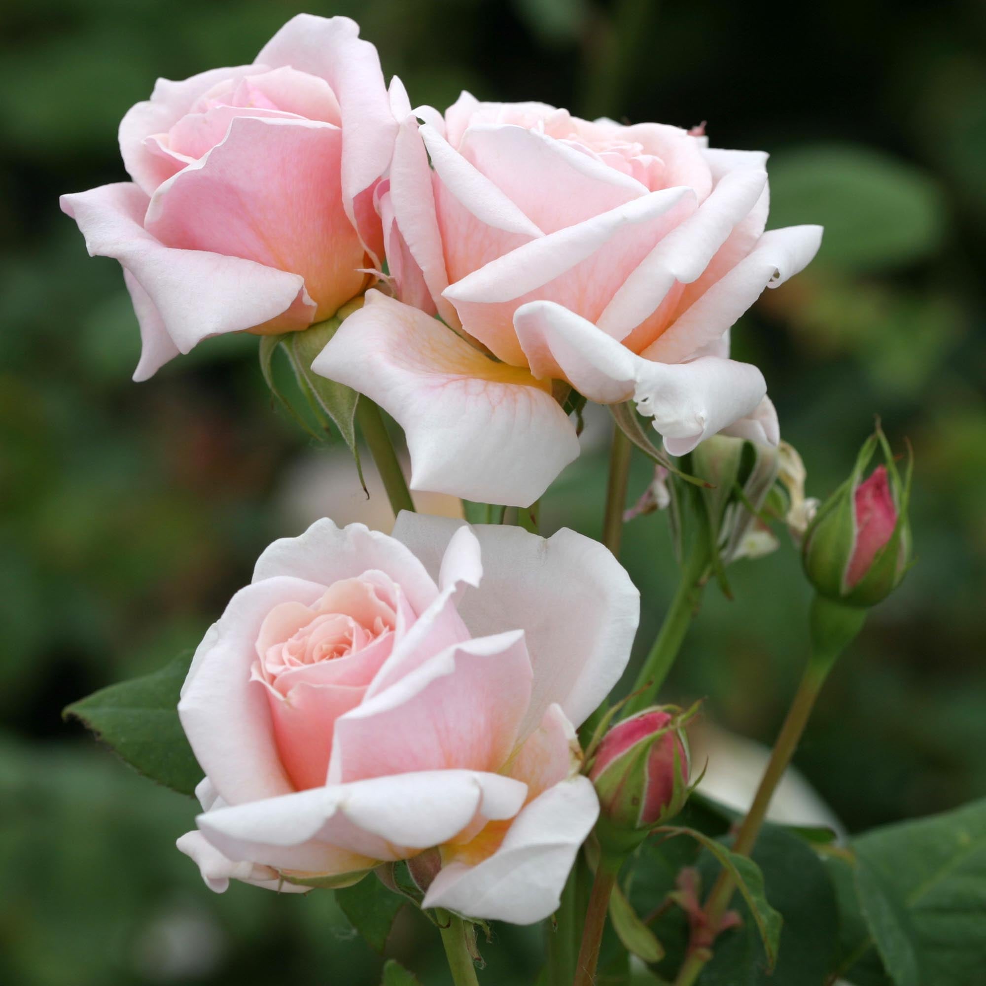 Quietness Hardy Rose | Pink Rose Plant – Heirloom