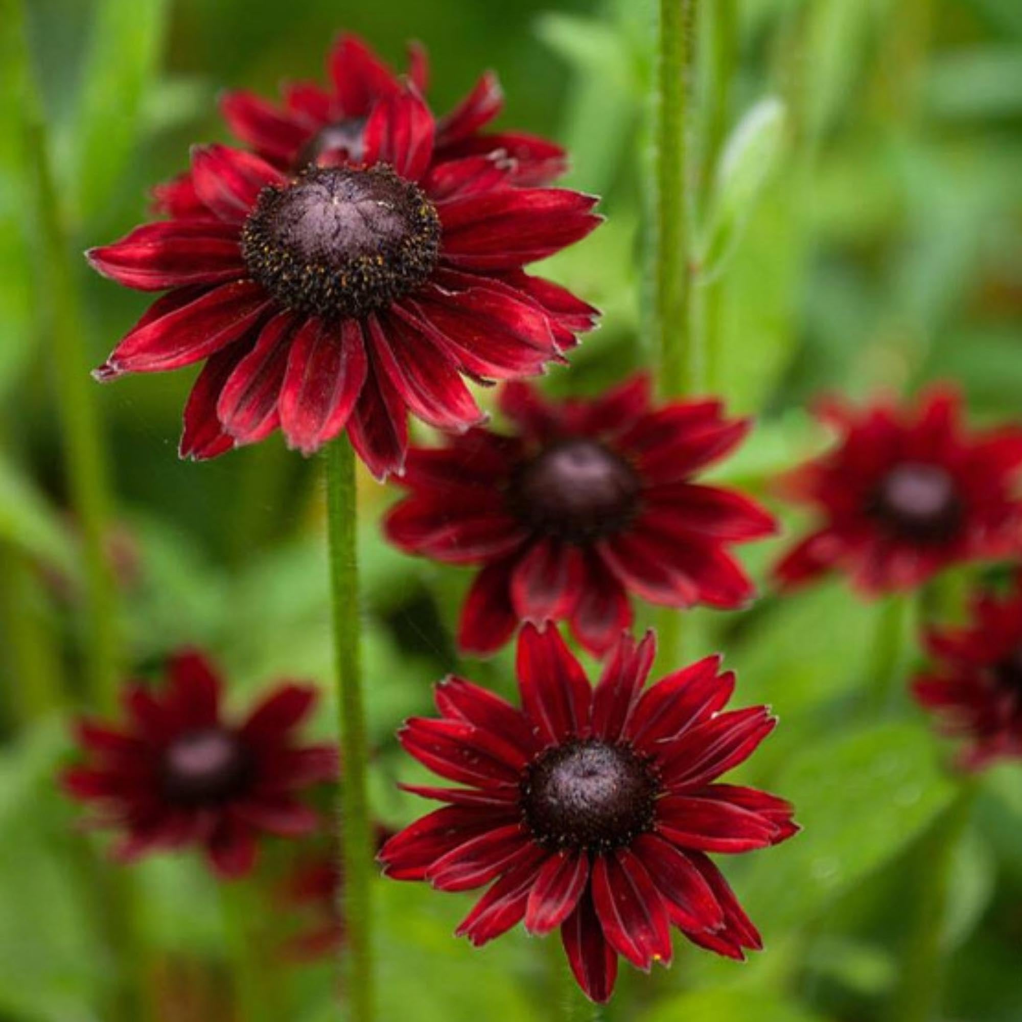 Rudbeckia Cherry Brandy