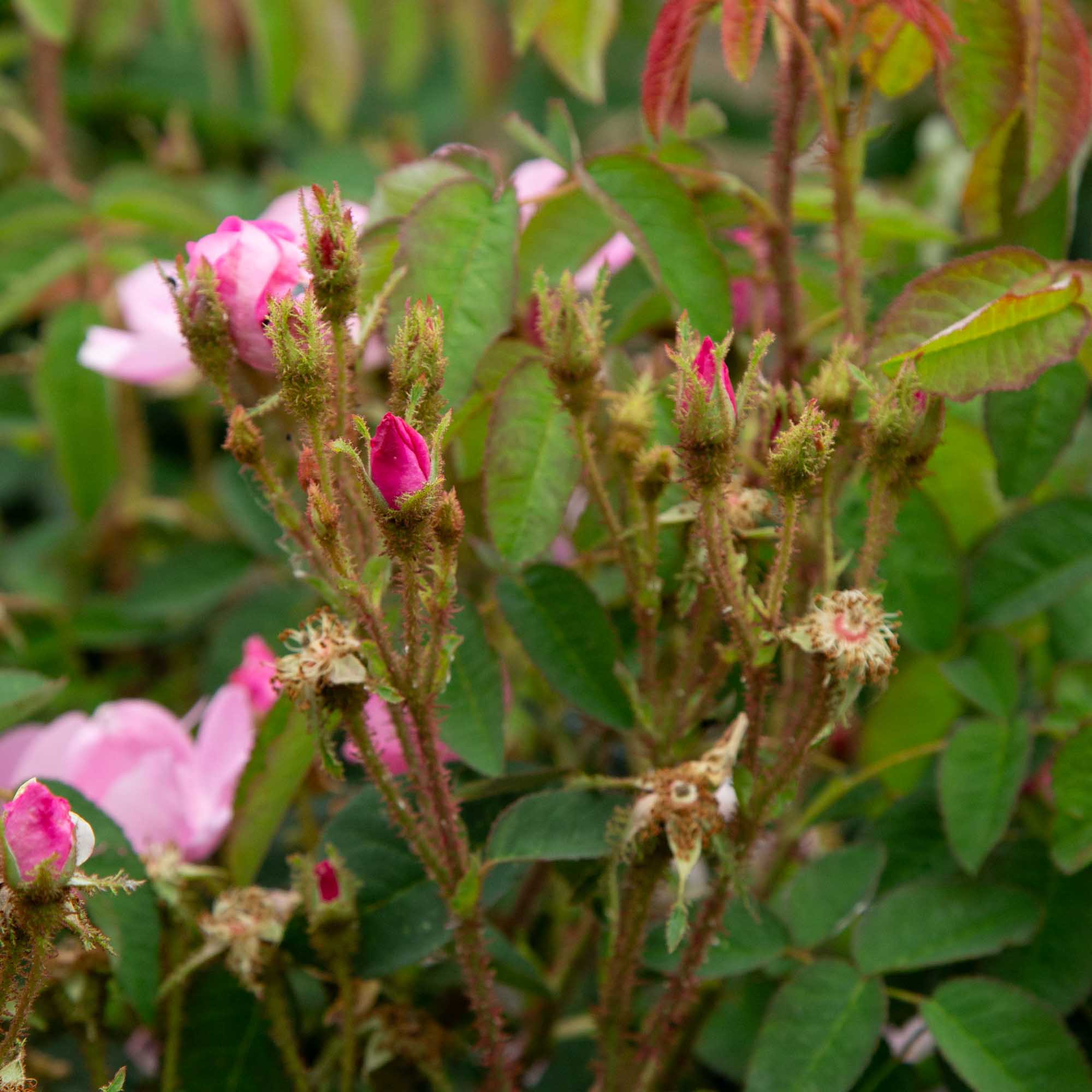 R Centifolia AndrewsII