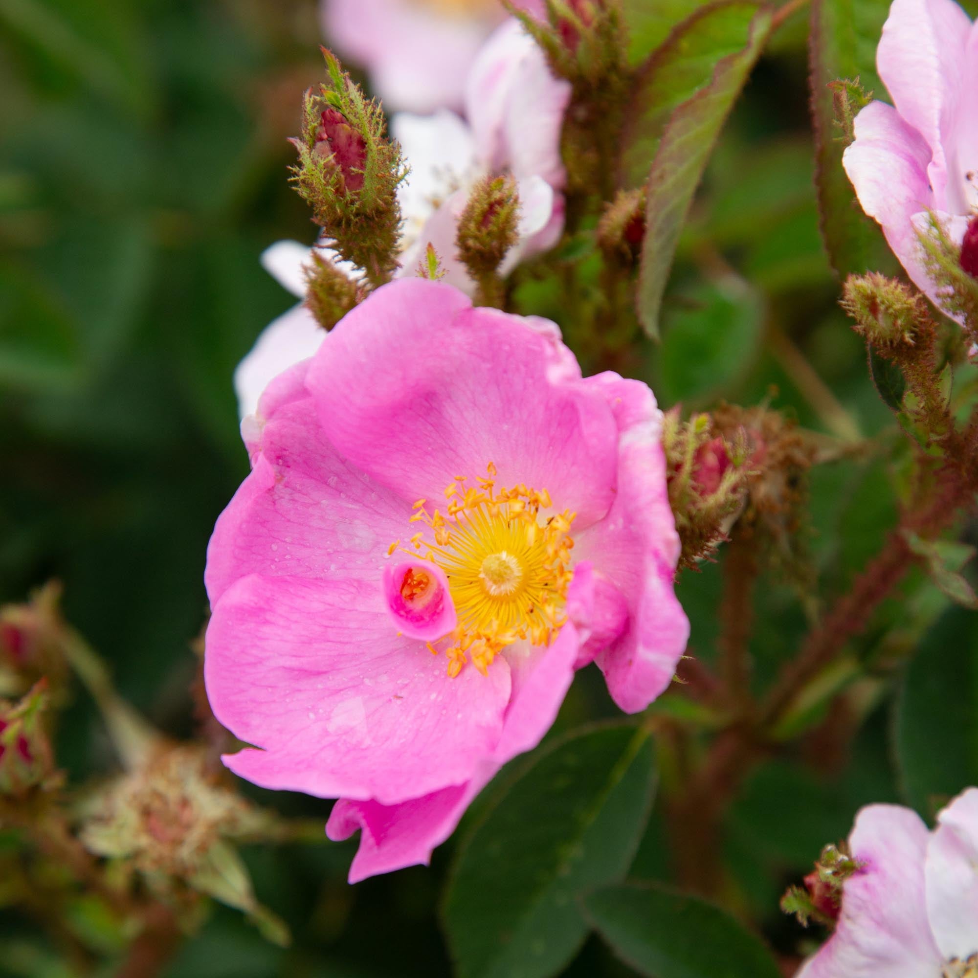 R Centifolia AndrewsII