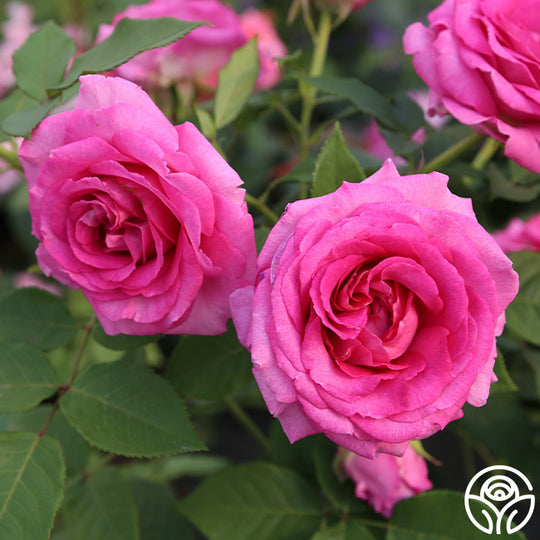 Raspberry Cupcake™ - Hybrid Tea Rose Plant – Heirloom Roses