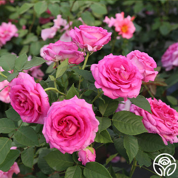 Raspberry Cupcake Hybrid Tea Rose | Fragrant Rose Plant – Heirloom